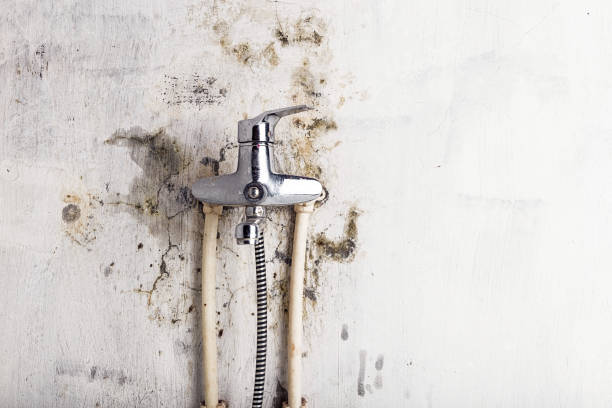 Best Professional Mold Removal  in Chelan, WA