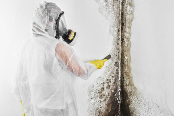 Best Professional Mold Removal  in Chelan, WA