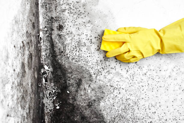 Best Black Mold Removal  in Chelan, WA