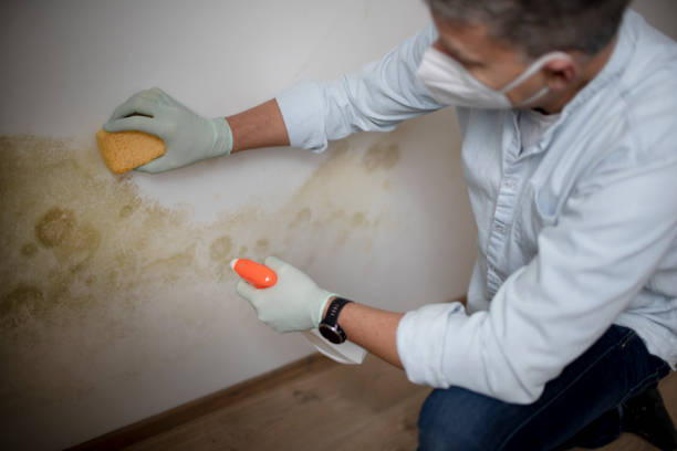 Best Mold Damage Repair  in Chelan, WA