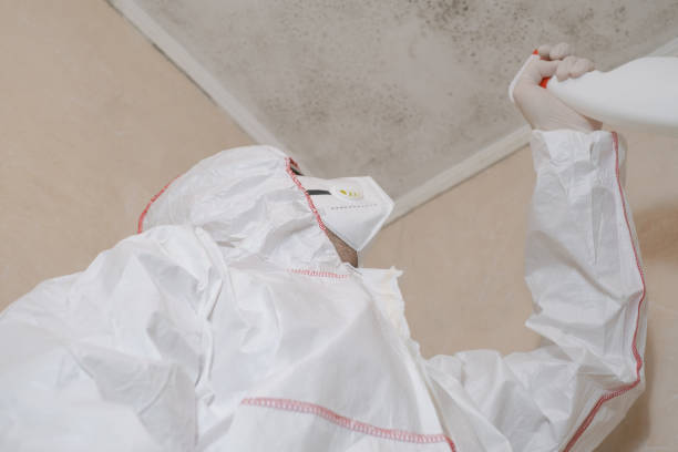 Professional Mold Removal in Chelan, WA