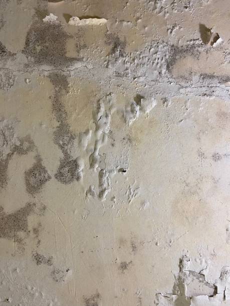 Best Home Mold Removal  in Chelan, WA