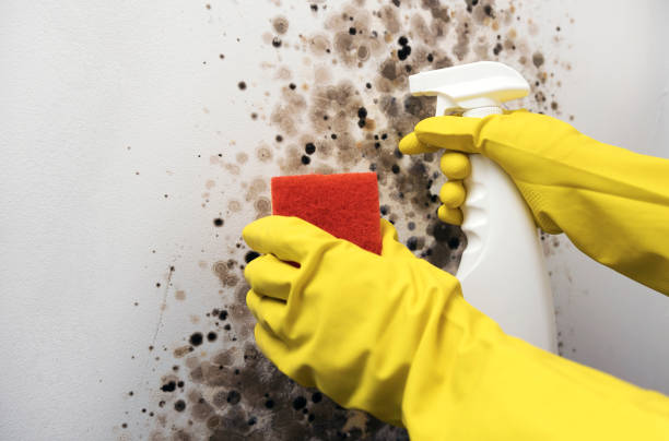 Best Best Mold Removal Companies  in Chelan, WA
