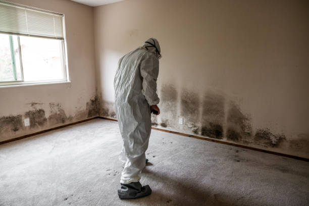 Best Mold Removal Process  in Chelan, WA